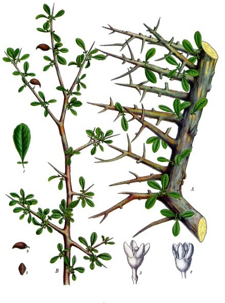 commiphora_myrrha